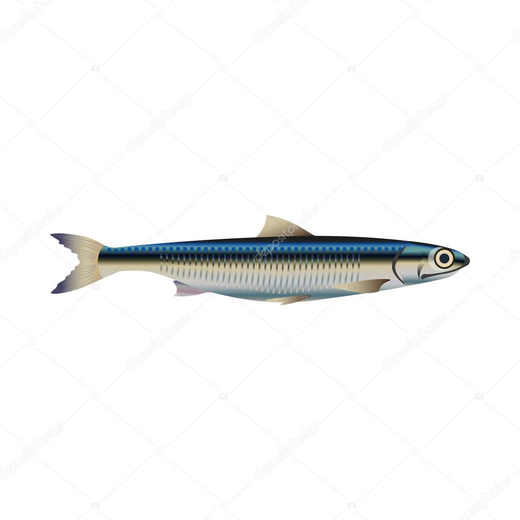 Anchovy fish vector