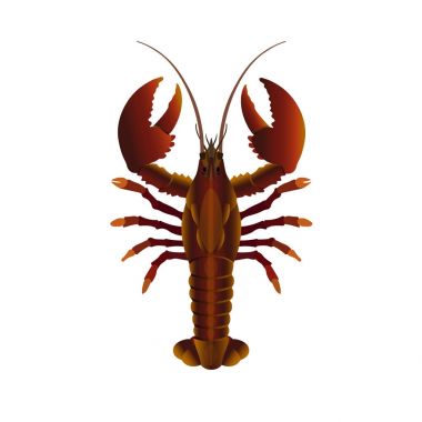 Canlı ıstakoz vektör