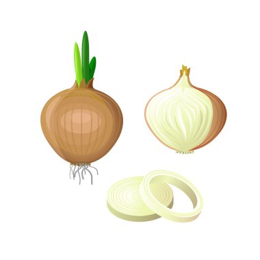 Vektör soğan kümesi