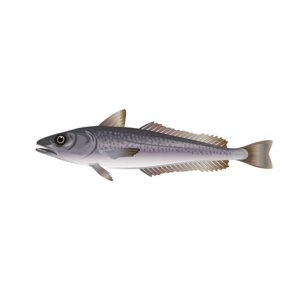 メルルーサ魚ベクトル — ストックベクタ