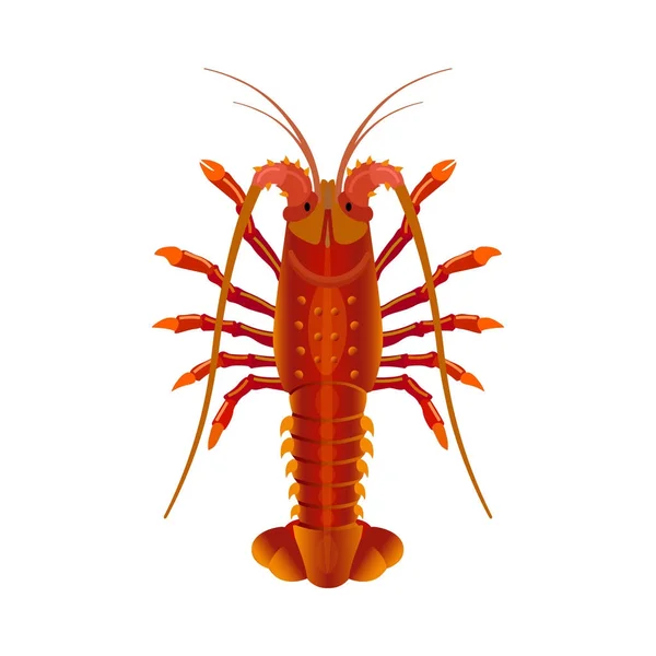 Lobster berduri batu - Stok Vektor