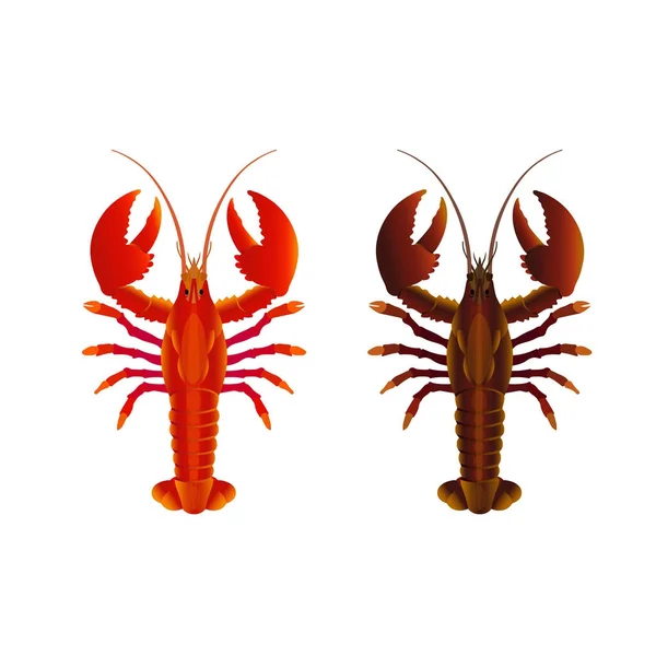Lobster mentah dan matang - Stok Vektor