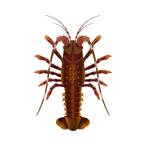 Lobster berduri segar - Stok Vektor