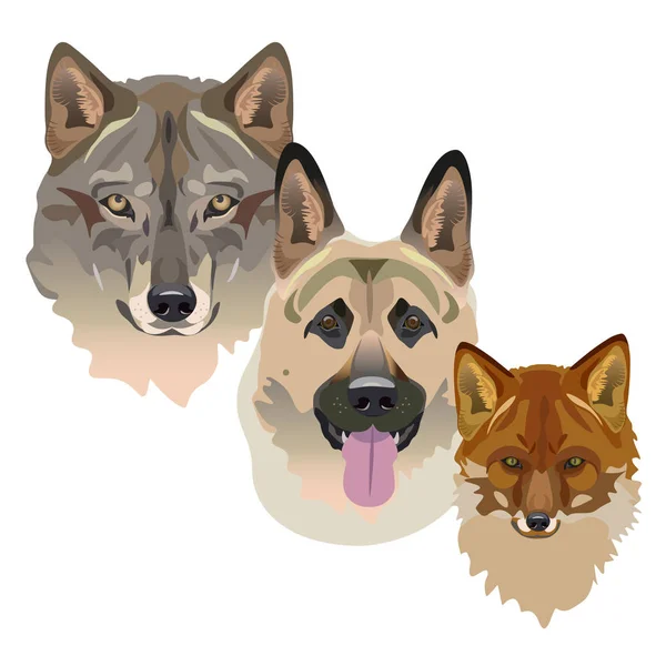 Lobo, perro y zorro — Vector de stock