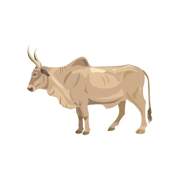 Zebu bika vektor — Stock Vector