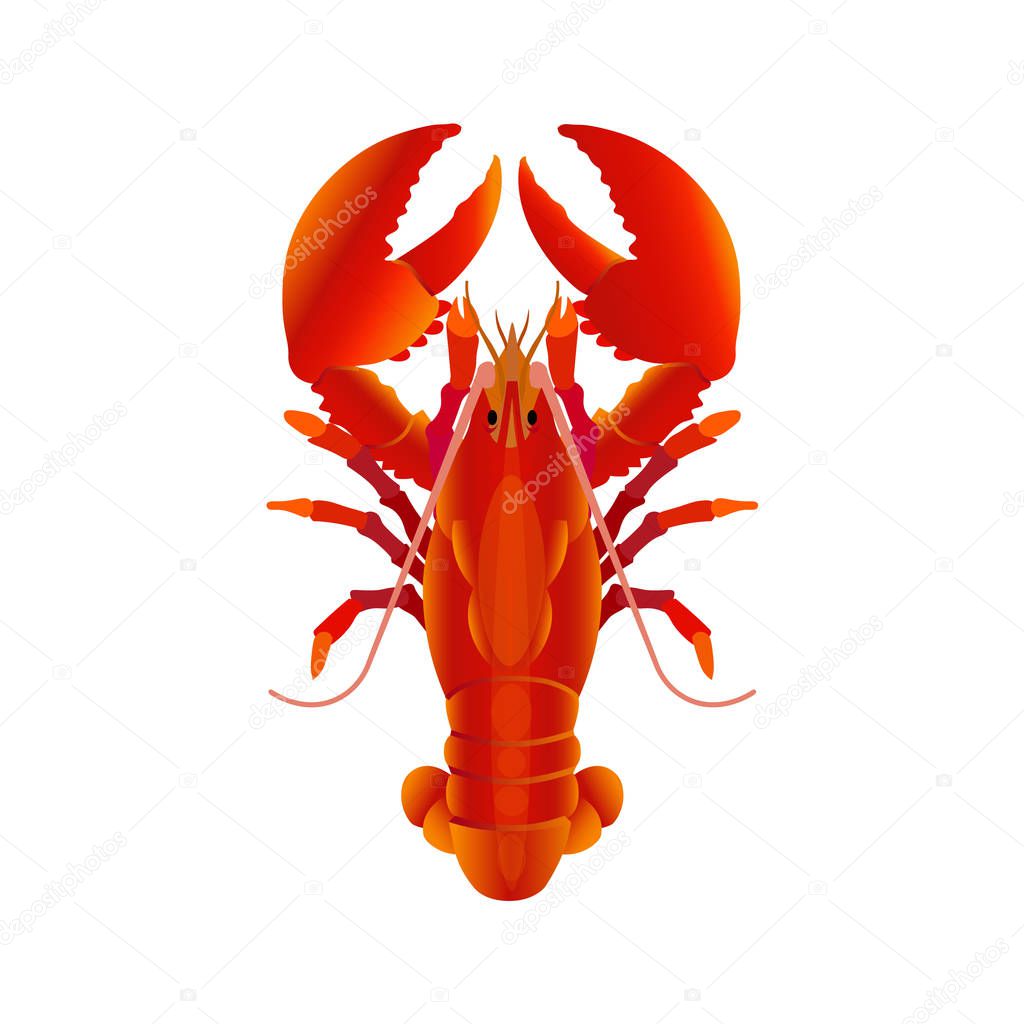 Boiled lobster vector