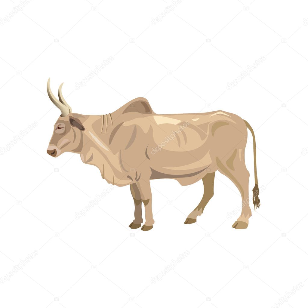 Zebu bull vector