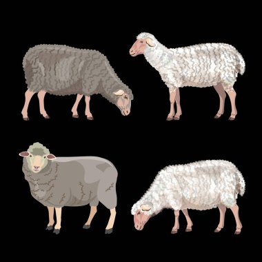 Set of sheep
