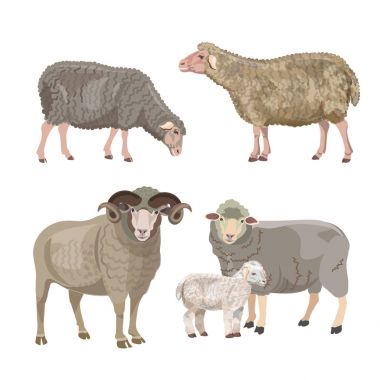 Set of sheep