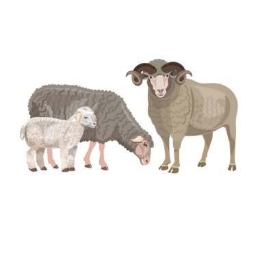 Set of sheep