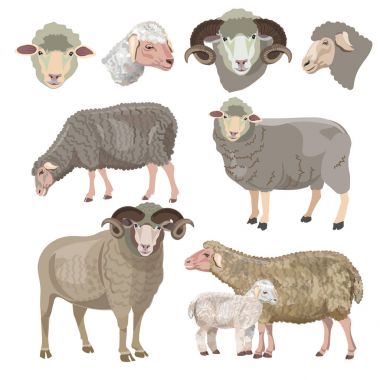 Set of sheep