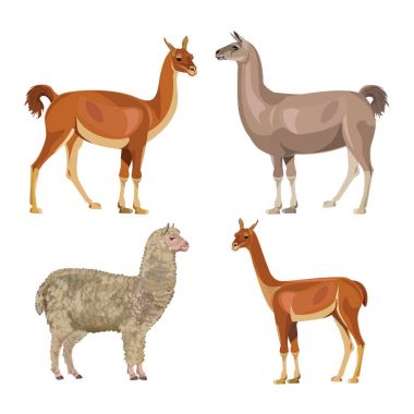 Llama, guanaco, alpaca and vicugna clipart