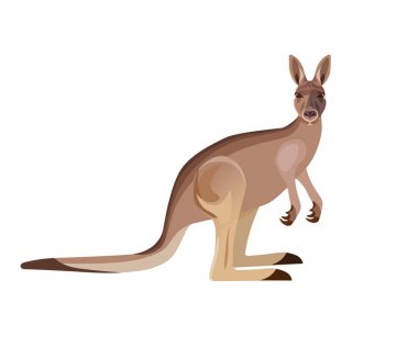 Gri kanguru vektör