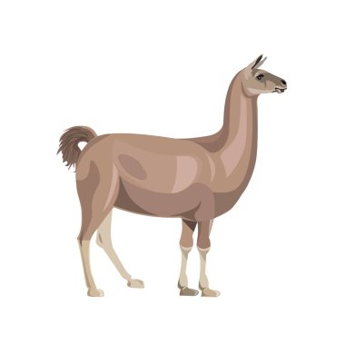 Lama yan görünüm