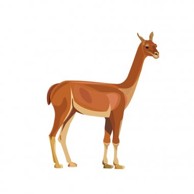 Vicugna yan görünüm