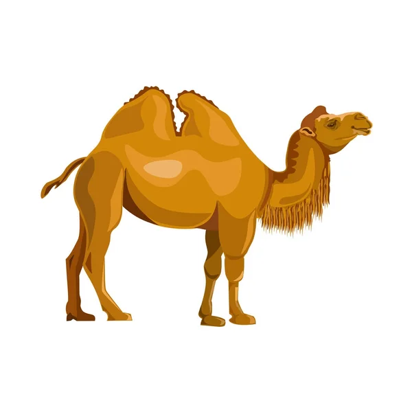 Vettore di cammello battriano — Vettoriale Stock