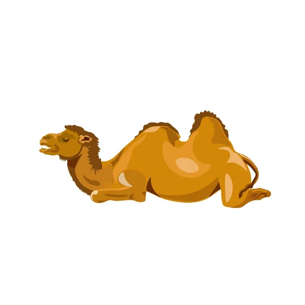 Camello acostado — Archivo Imágenes Vectoriales