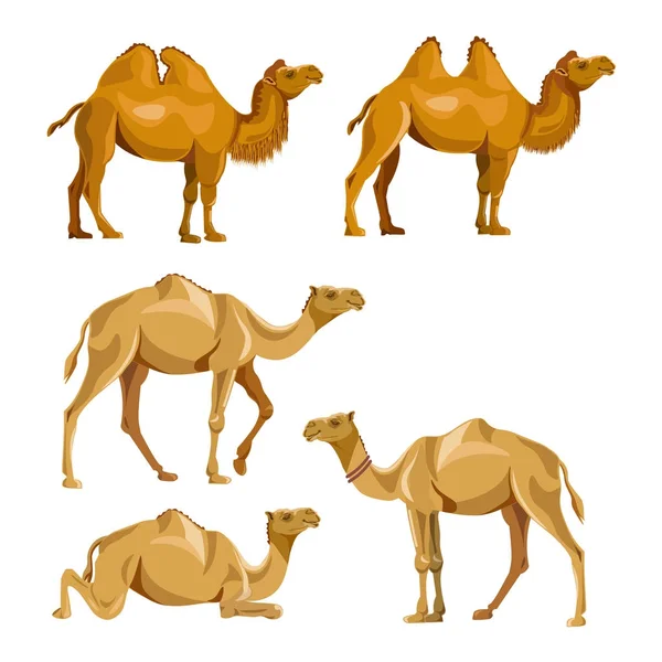 Colección de camellos vectoriales — Vector de stock