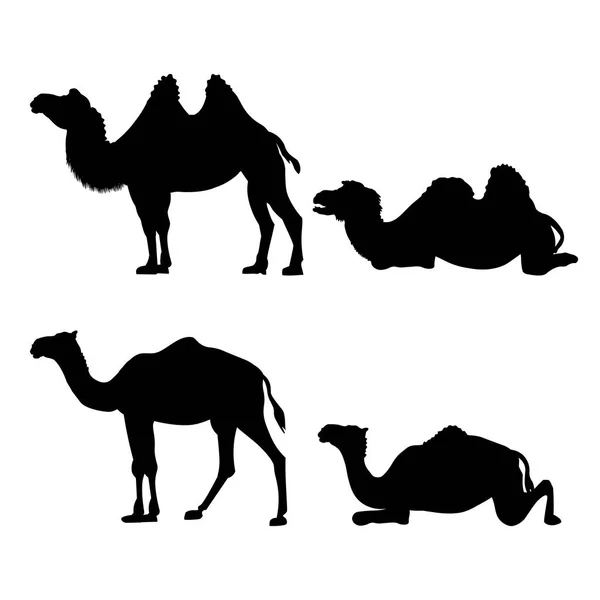 Collection of vector camels — Stock Vector