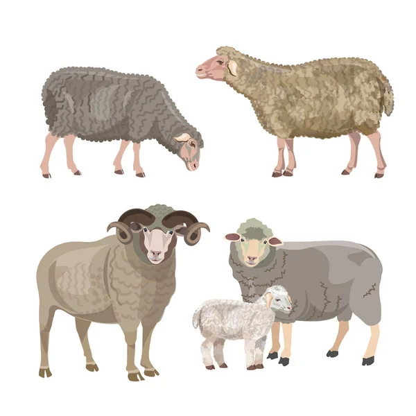 Conjunto de ovejas — Vector de stock