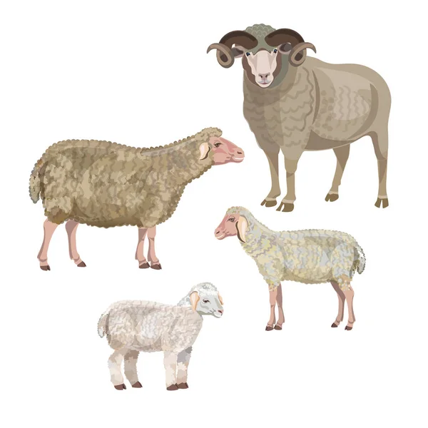 Set of sheep — Stok Vektör