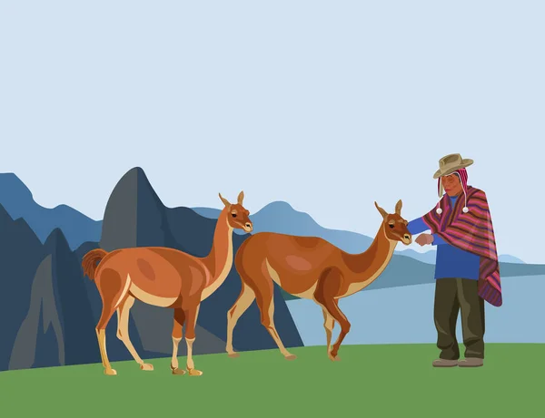 Hombre peruano con guanacos — Vector de stock