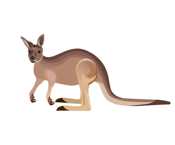 Grey kangaroo vector — Stock Vector
