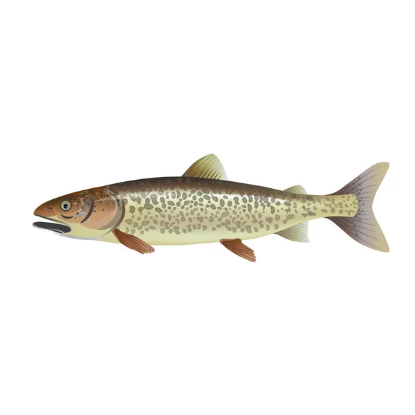 Lake trout vector — Stock Vector