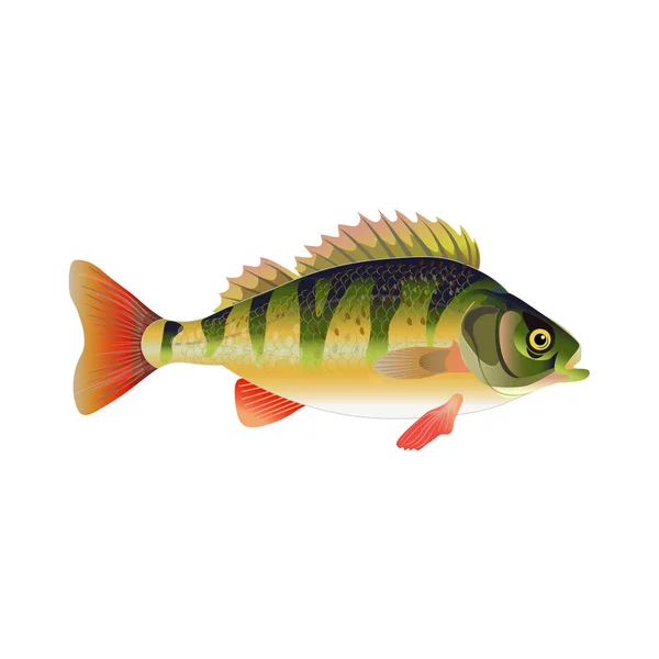 European perch vector — Stock Vector