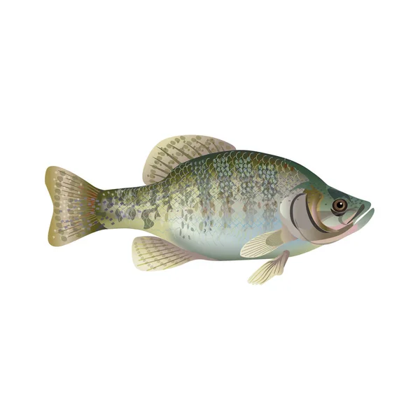 Vector de tipo de pez blanco — Vector de stock
