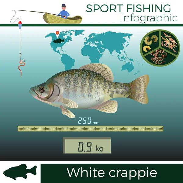 เวกเตอร์ crappie สีขาว — ภาพเวกเตอร์สต็อก