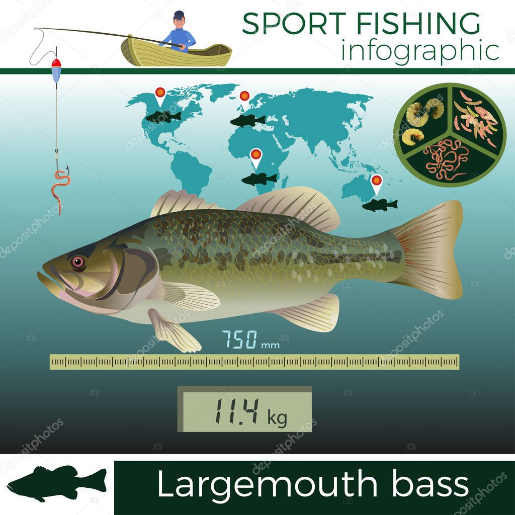 Largemouth bass vector
