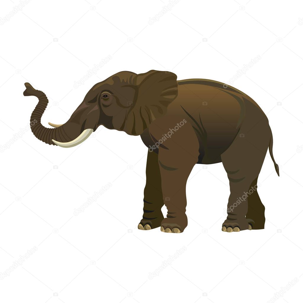 Elephant standing vector