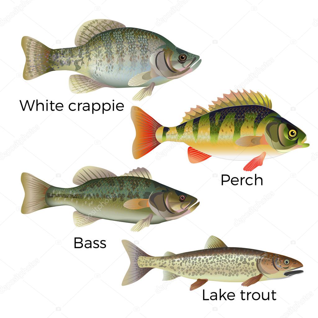 Freshwater fish set