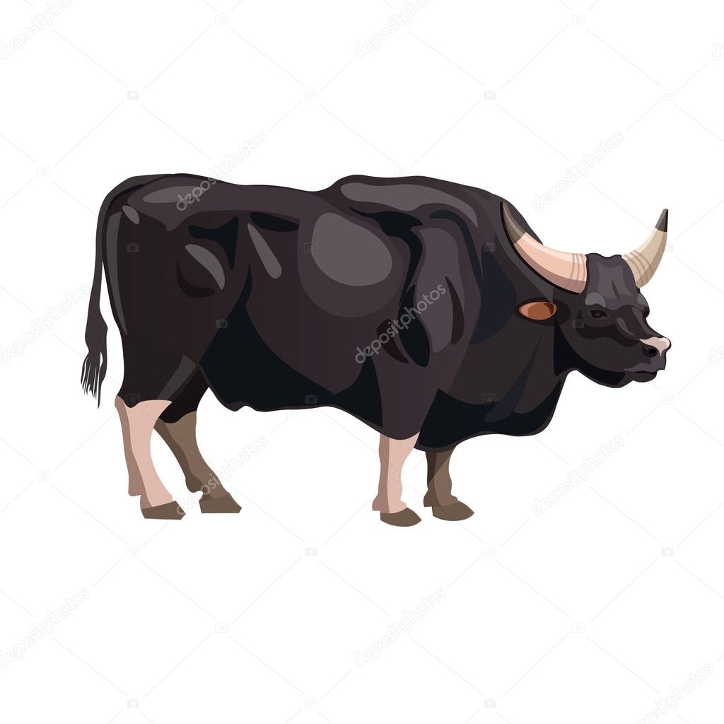 Gayal bull vector
