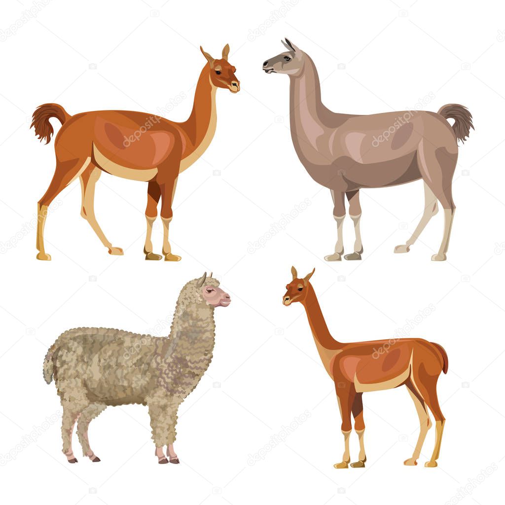 Llama, guanaco, alpaca and vicugna