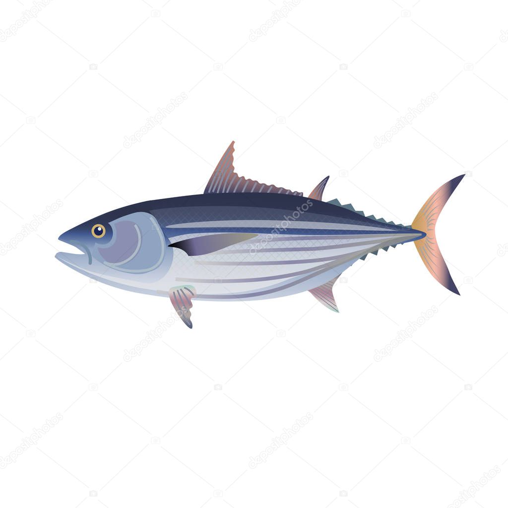 Skipjack tuna vector