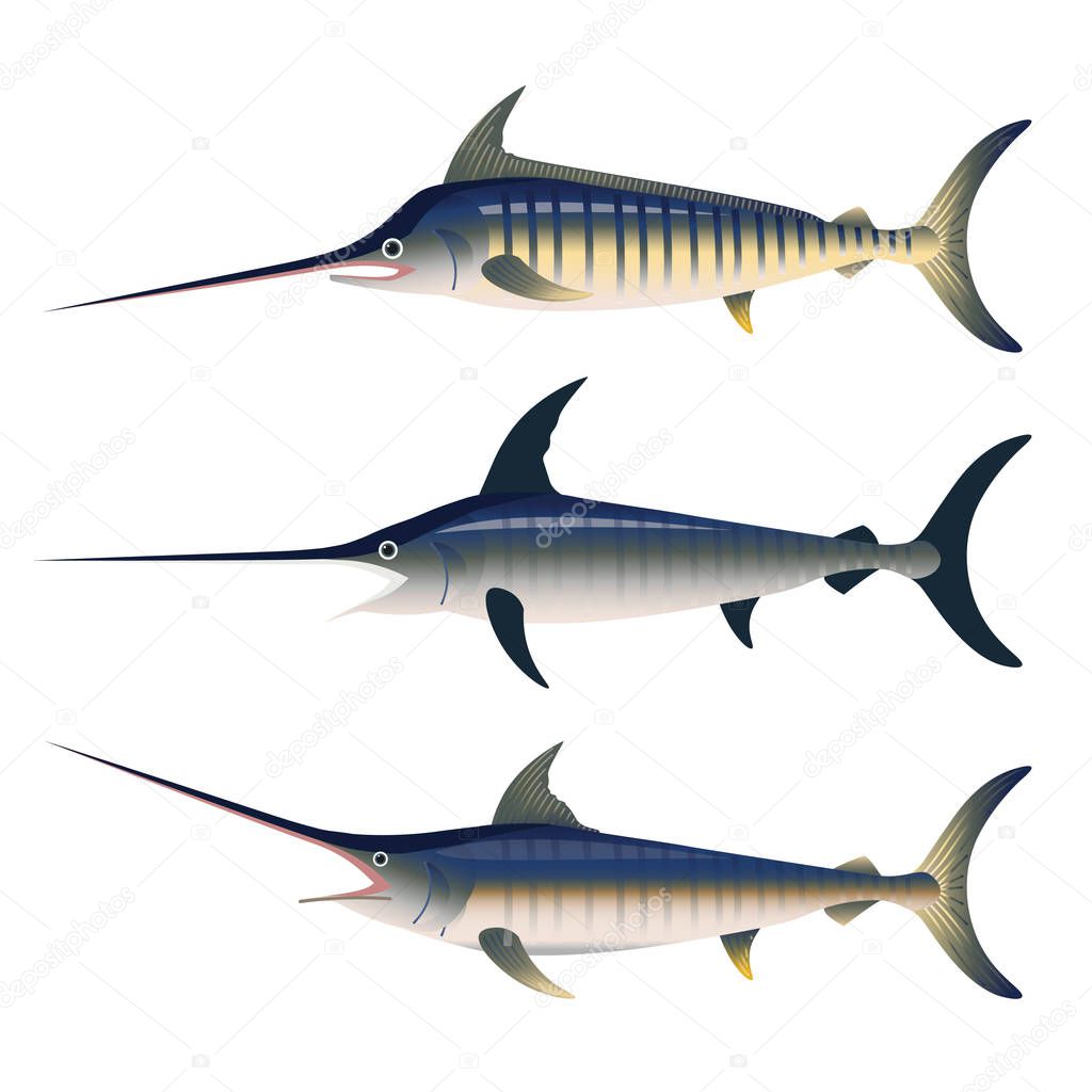 Set of vector billfish