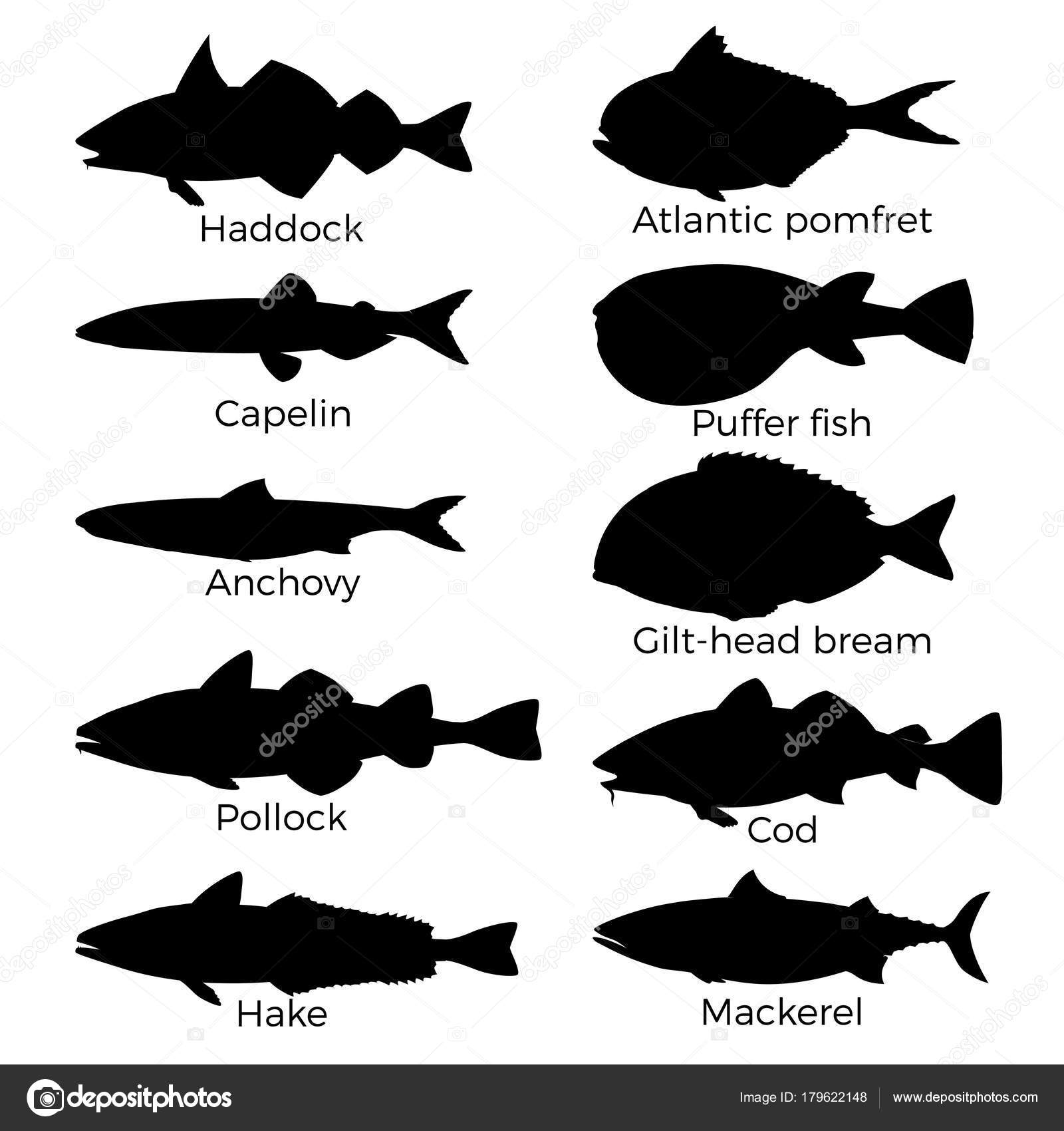 Download Silhouettes Of Saltwater Fish Vector Image By C Newgena Vector Stock 179622148