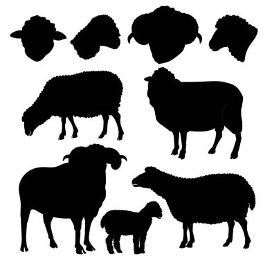 Koyun siluetleri kümesi