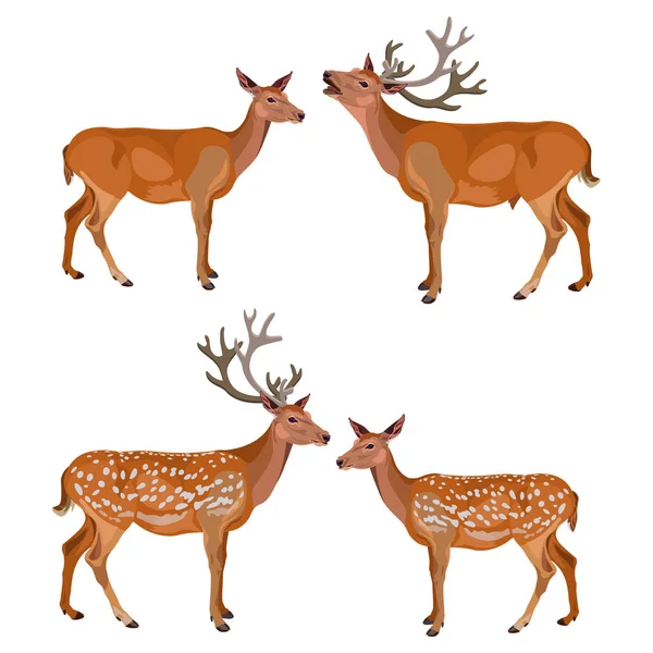 Collection of deer — Stock Vector