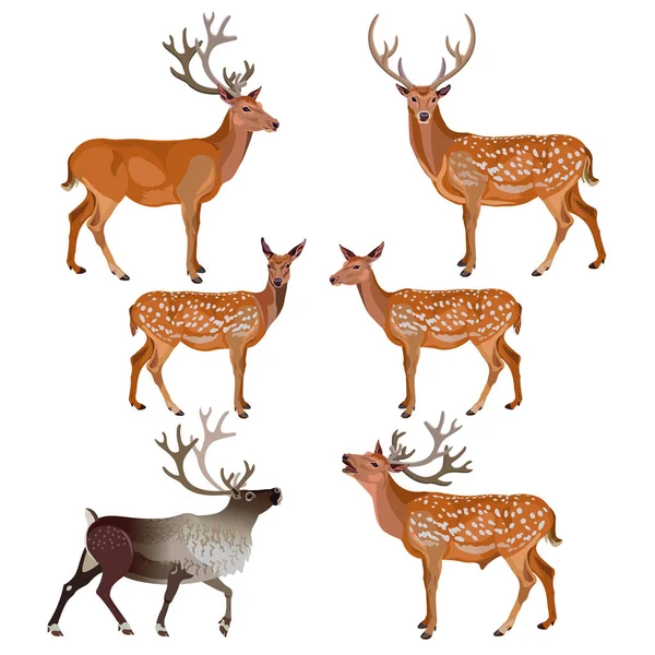 Collection of deer — Stock Vector