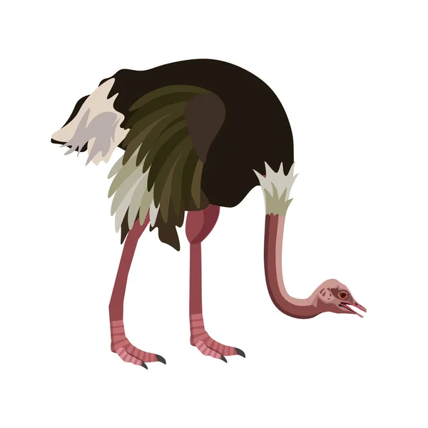 Cabeza de avestruz hacia abajo para pastar — Archivo Imágenes Vectoriales