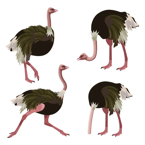 Ostrich collection set — Stock Vector