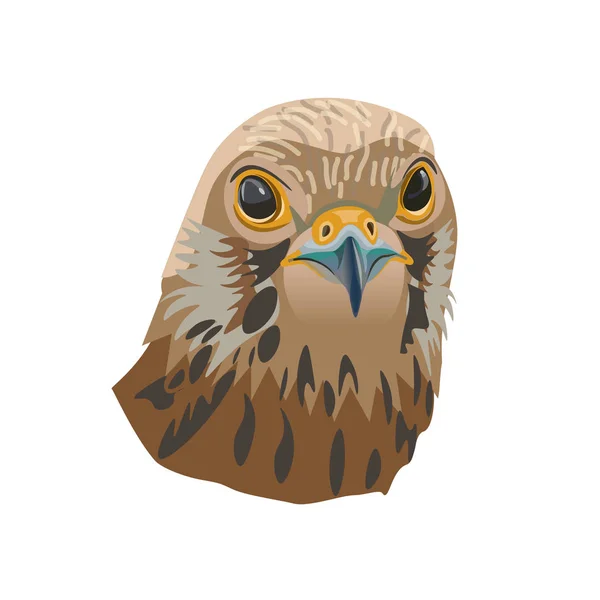 Falcon's head vector — Stock vektor