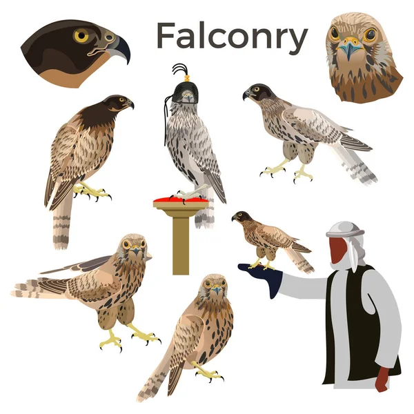 Falconry set vector — Stock Vector