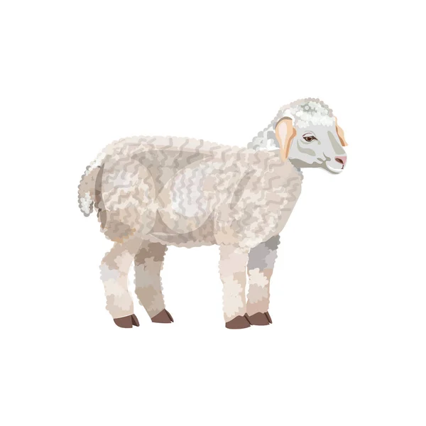 Niedliches weißes Lamm — Stockvektor