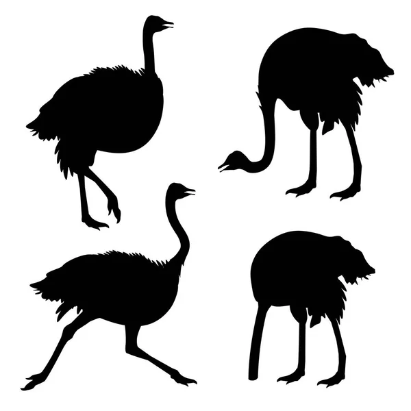 Conjunto de recolha de avestruzes — Vetor de Stock