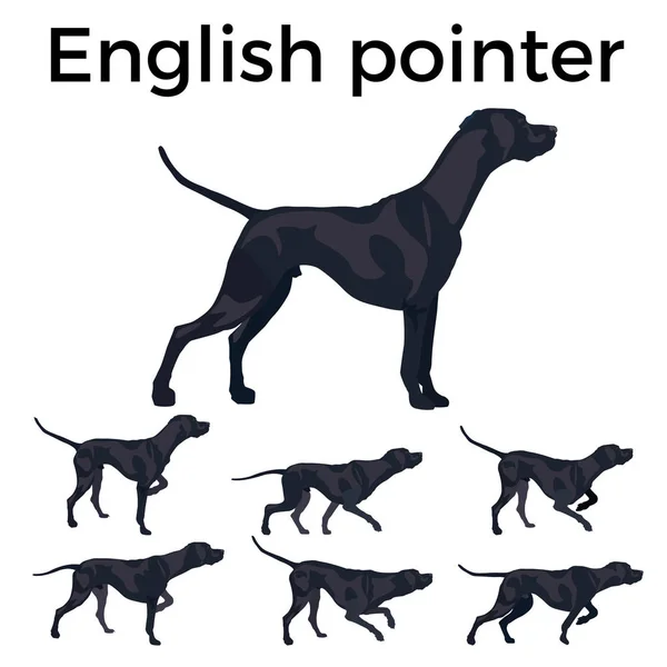 İngiliz pointer köpek — Stok Vektör