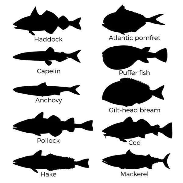 Tuzlu su balık siluetleri — Stok Vektör